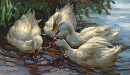 Quatro patos no lago